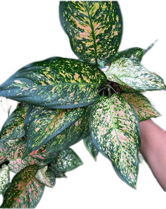 Aglaonema “Anyamanee Orange” Wholesale of 10 Plants
