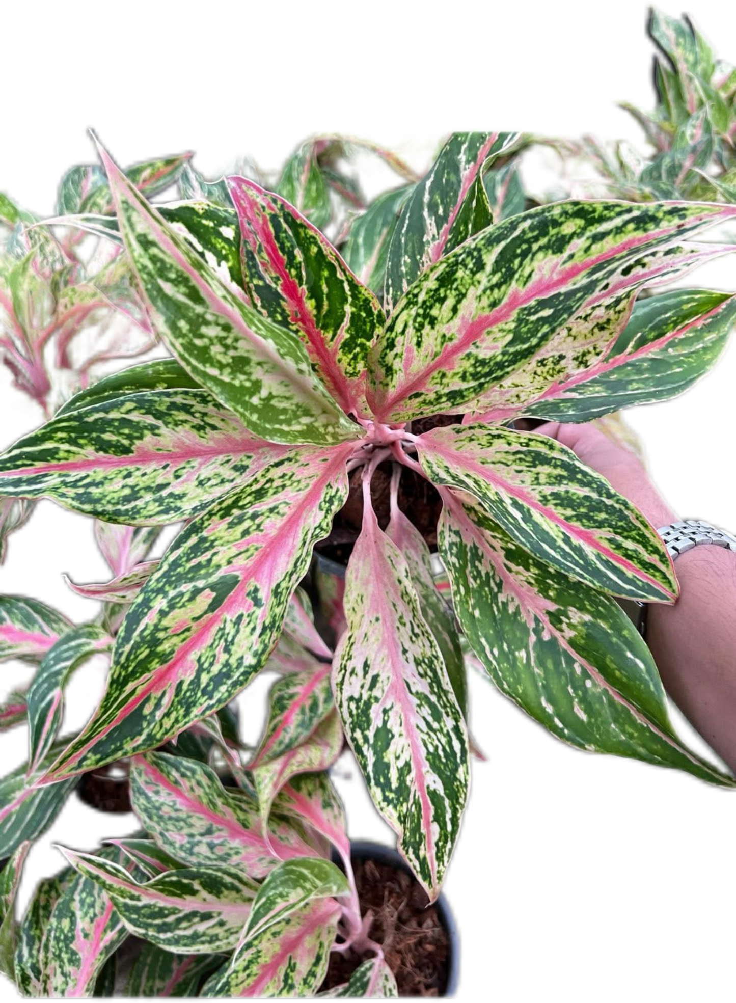 Aglaonema “Kwak Maha Mongkol” Wholesale of 10 Plants