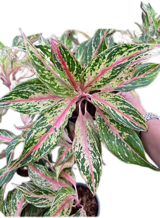 Aglaonema “Kwak Maha Mongkol” Wholesale of 10 Plants