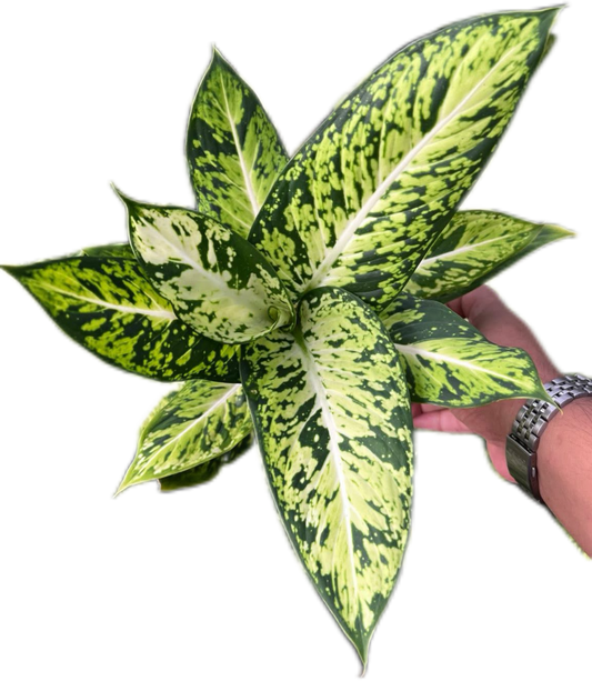 Aglaonema “Rub Thong” Wholesale of 10 Plants
