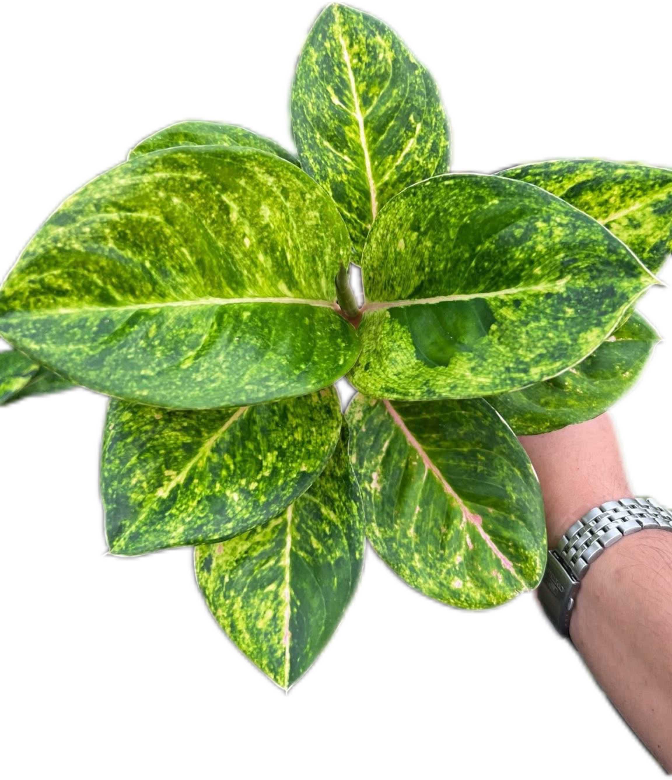aglaonema mongkron yoke Buy Aglaonema “Kham Lai Yhok” Bundle of 5…