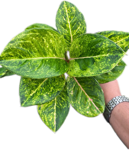 Aglaonema “Kham Lai Yhok” Bundle of 5 Plants