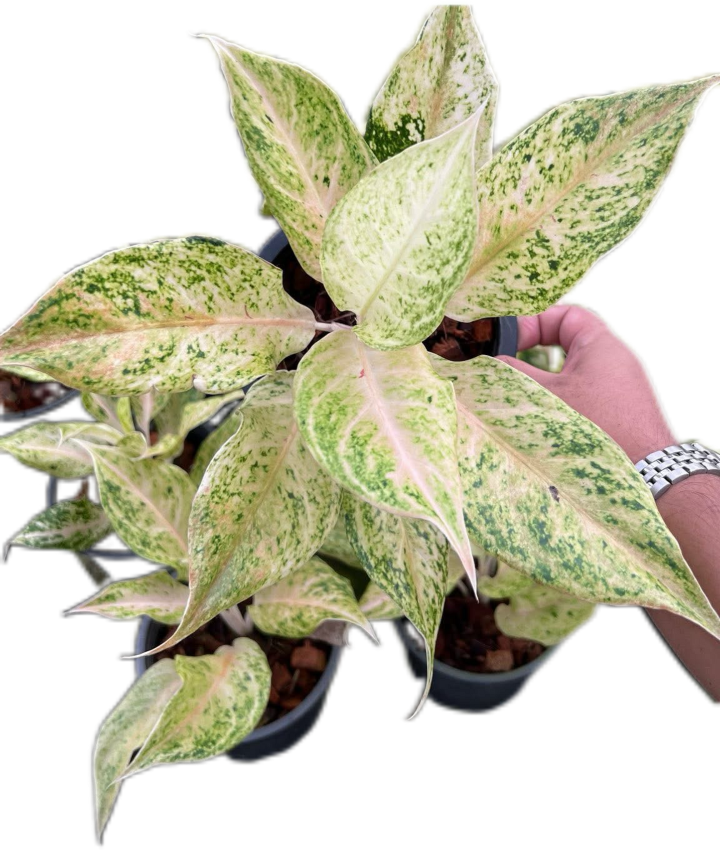 Aglaonema “Lak Chai” Bundle of 10 Plants