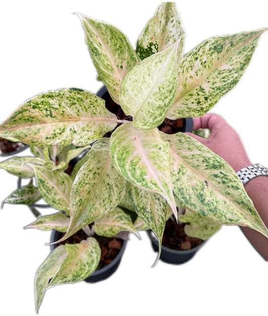 Aglaonema “Lak Chai” Bundle of 10 Plants