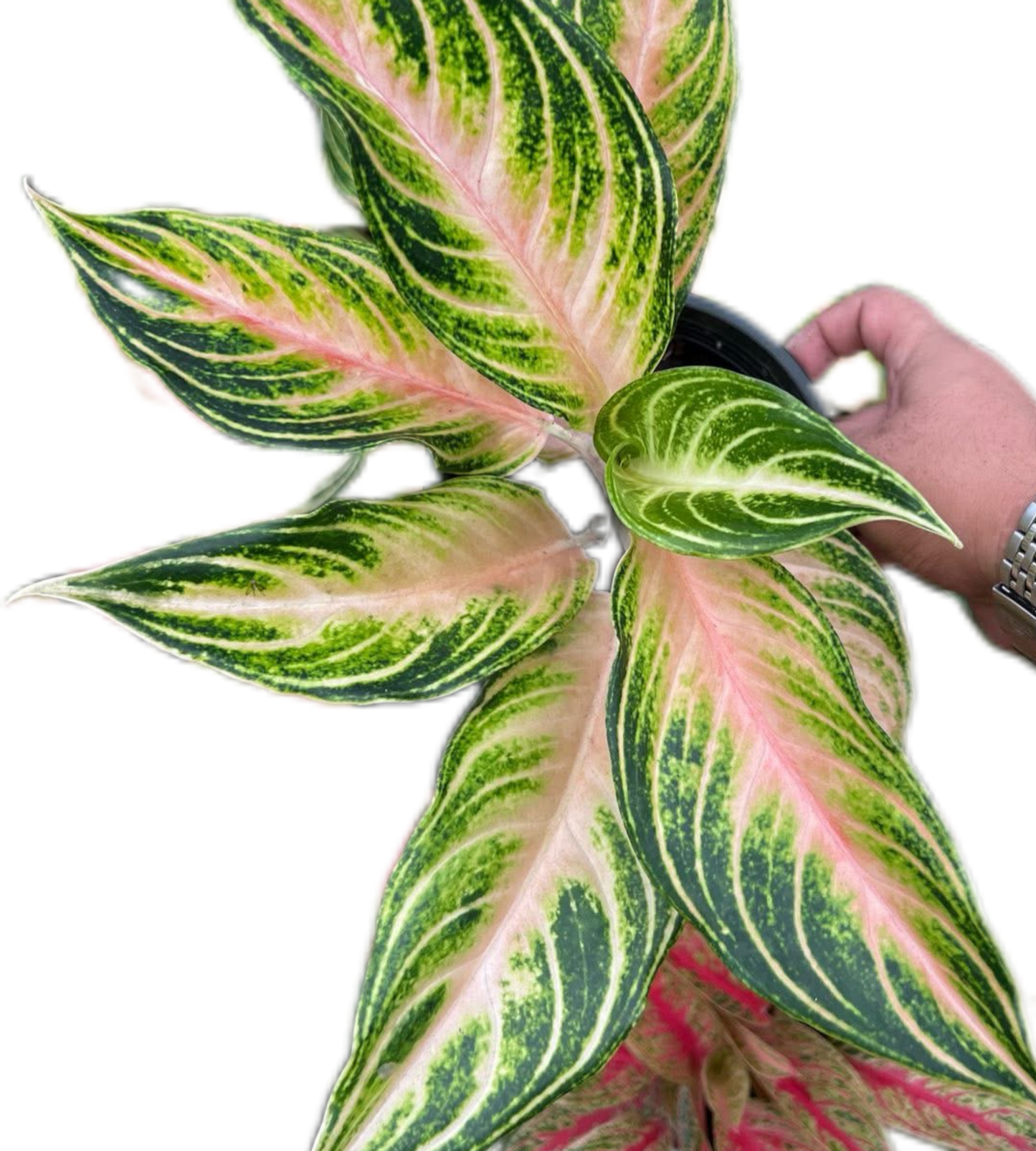 Aglaonema “Pink Panama” Wholesale Set of 10 Plants