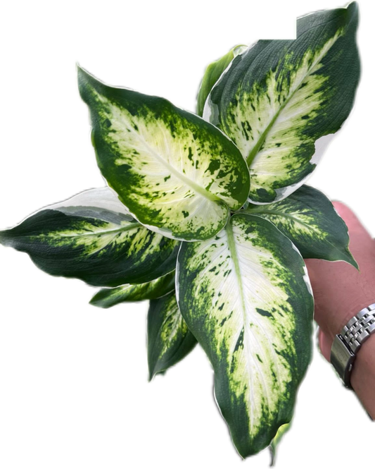 Aglaonema “Rub Ngern” Wholesale Set of 10 Plants