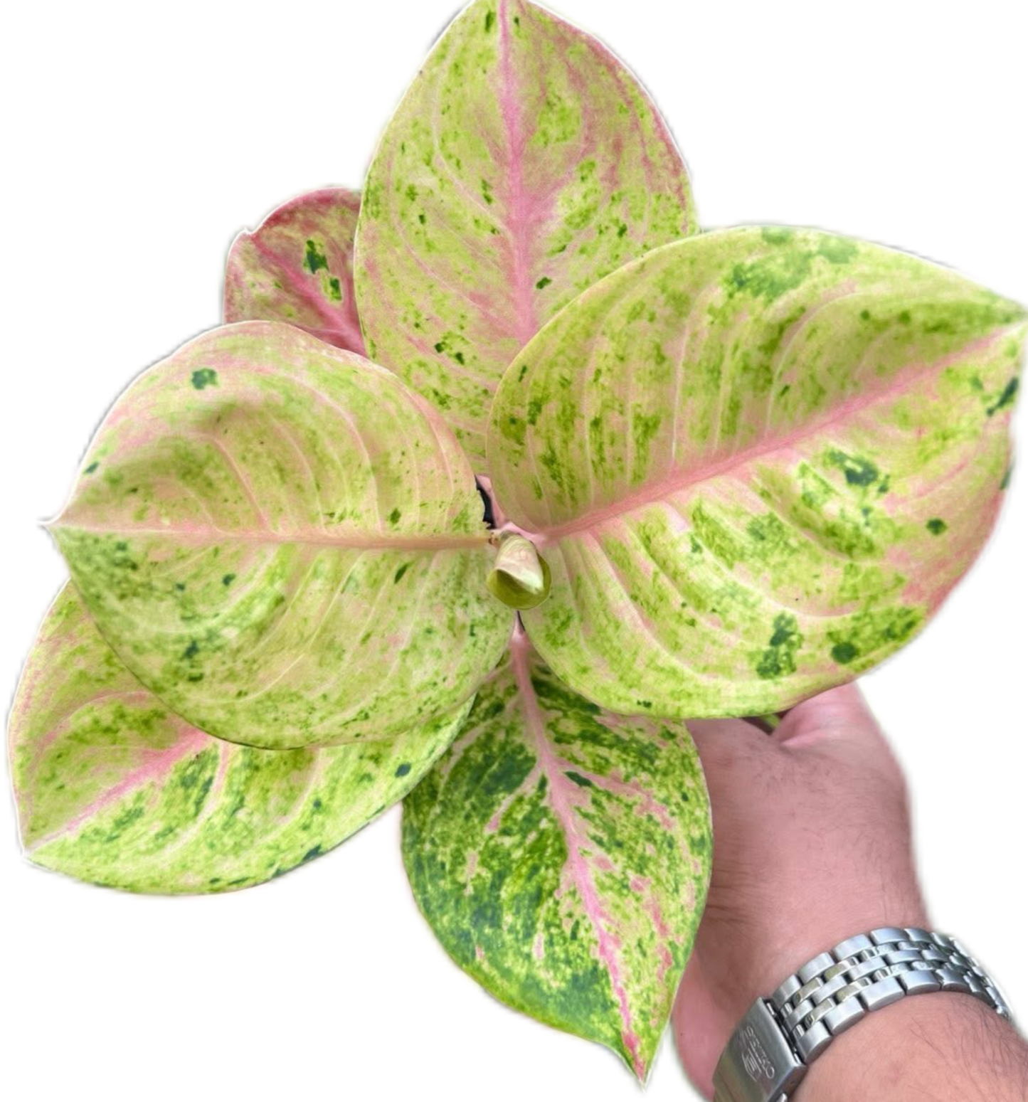 Aglaonema “Gam Lai Thong” Bundle Wholesale of 10 Plants