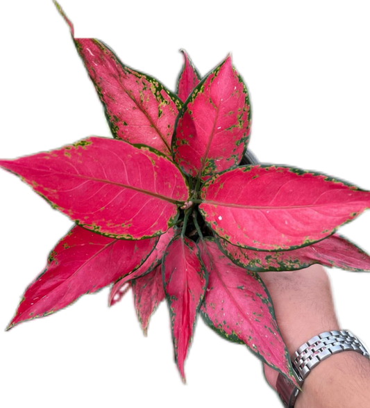 Aglaonema “Manee Rung Ruang” Set of 10 Plants