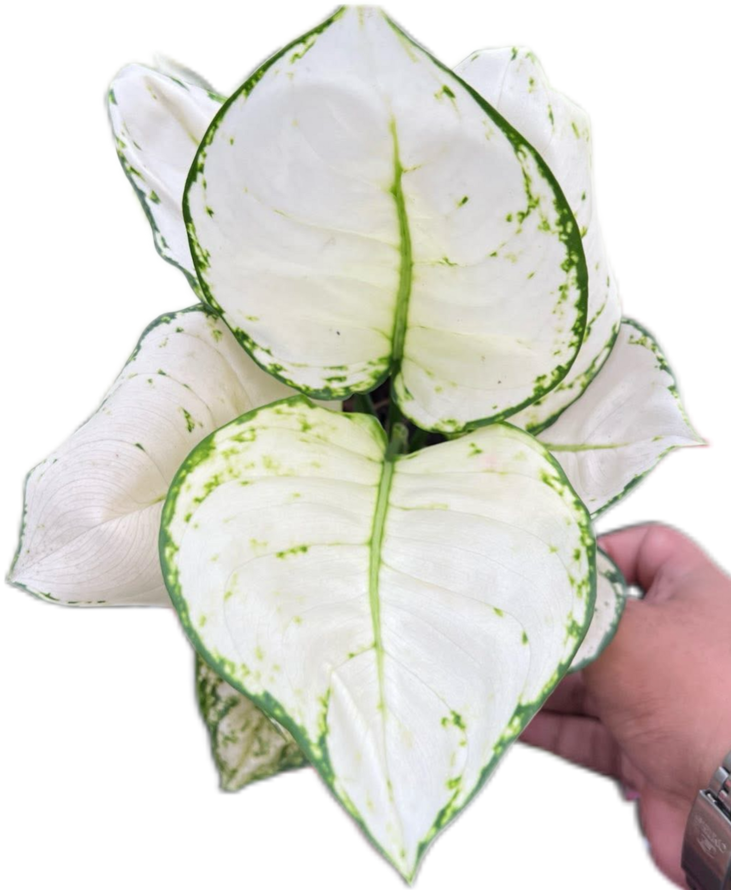 Aglaonema “Super White” Bundle of 10 Plants