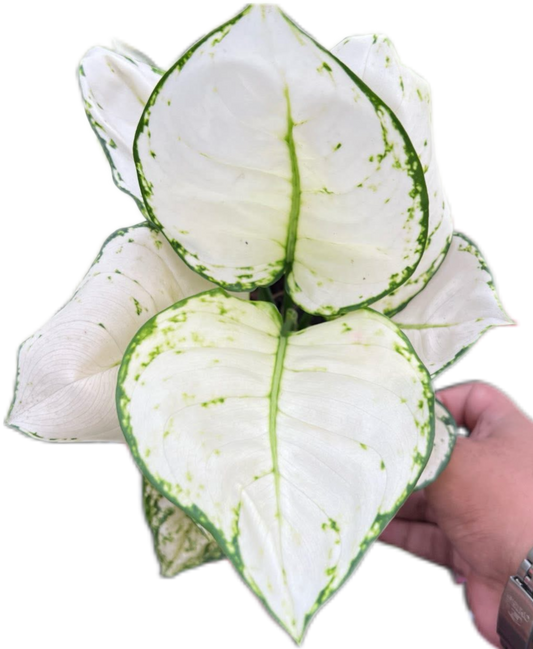 Aglaonema “Super White” Bundle of 10 Plants