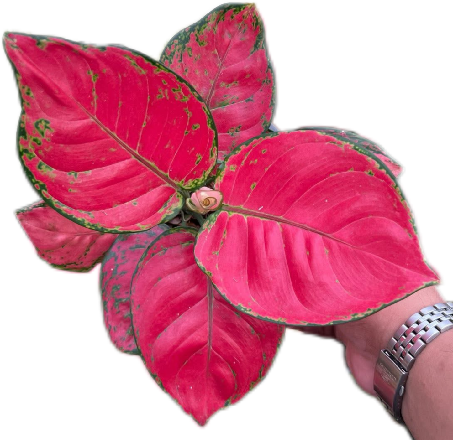 Aglaonema “Super Red” Wholesale Set of 10 Plants
