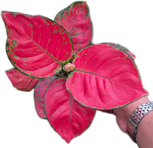 Aglaonema “Super Red” Wholesale Set of 10 Plants