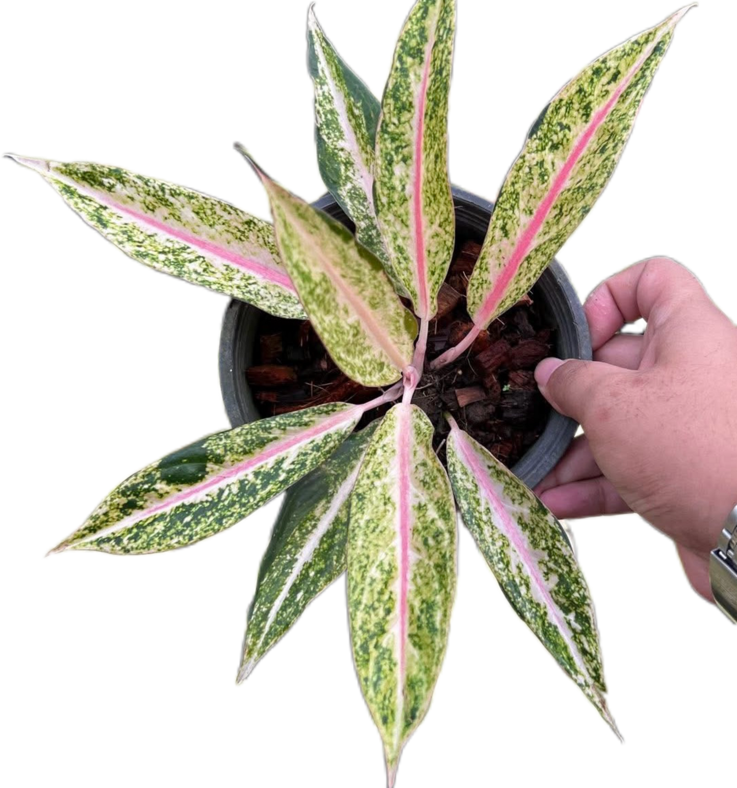 Aglaonema “Pink Legacy” Set of 10 Plants