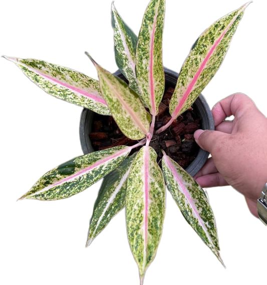 Aglaonema “Pink Legacy” Set of 10 Plants