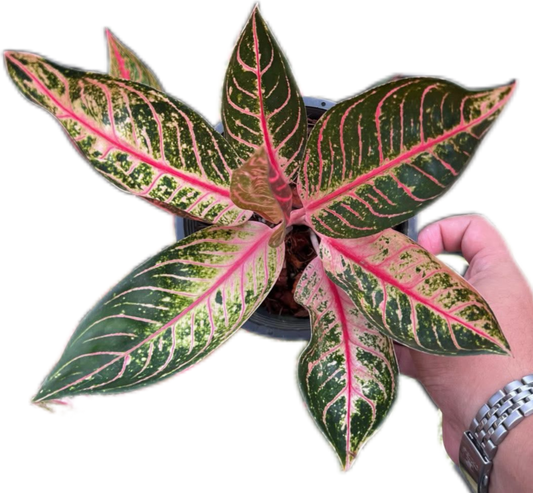 Aglaonema “Ban Lang Tabtim” Wholesale Set of 10 Plants