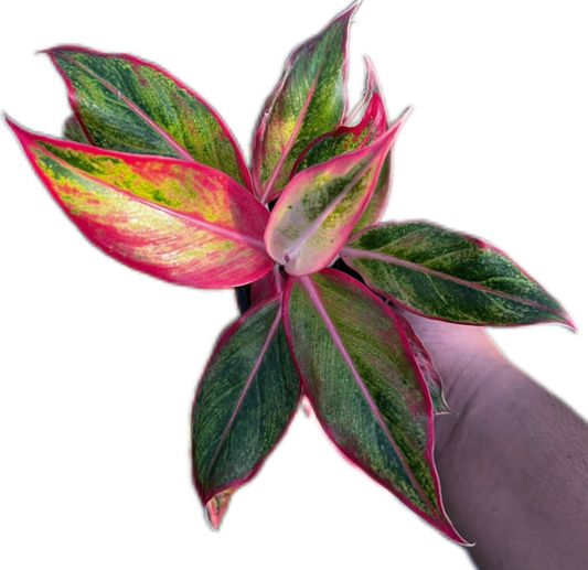 Aglaonema “Aura Som” Bundle of 10 Plants
