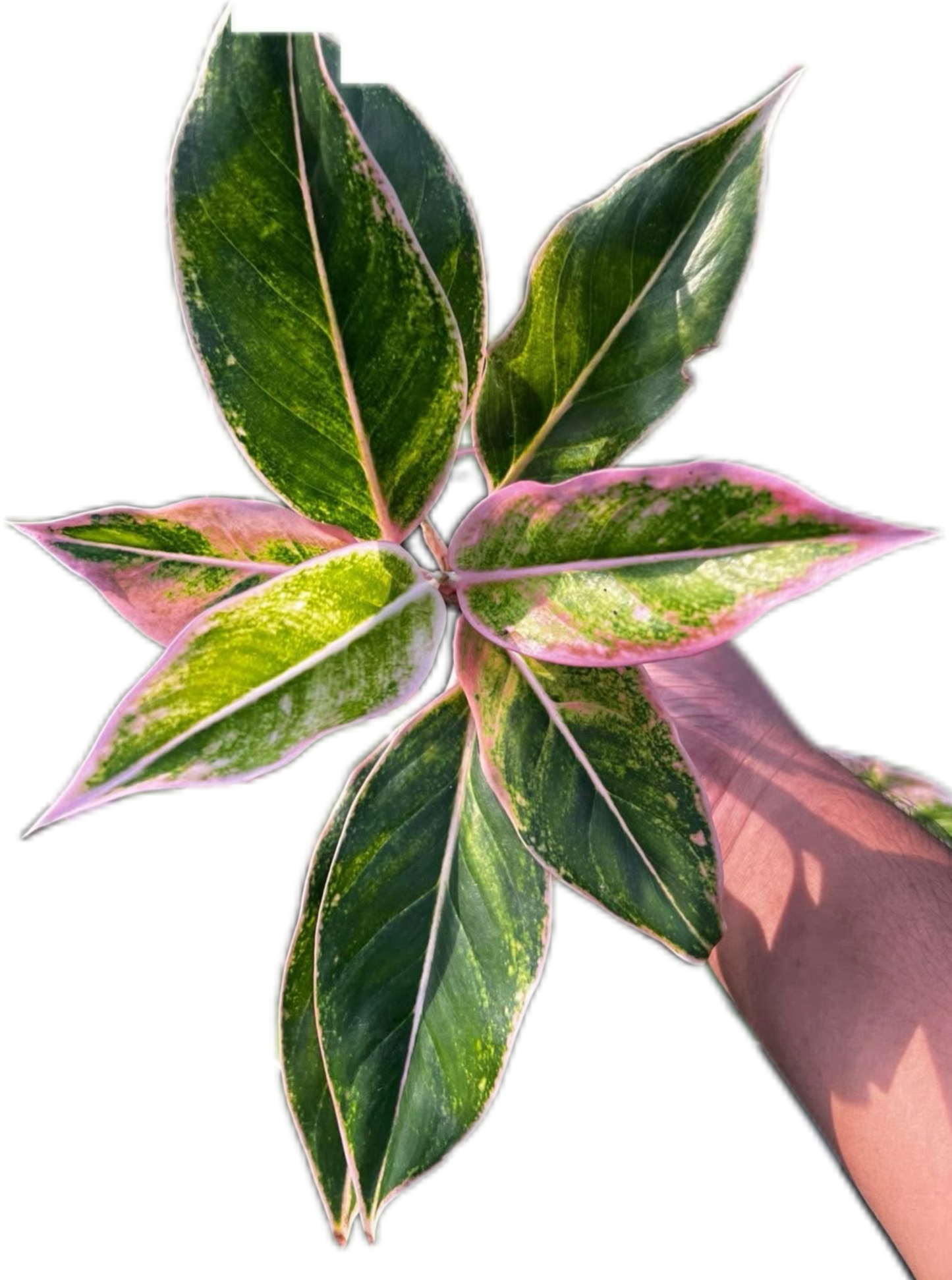Aglaonema “Siam Pink” Set of 10 Plants
