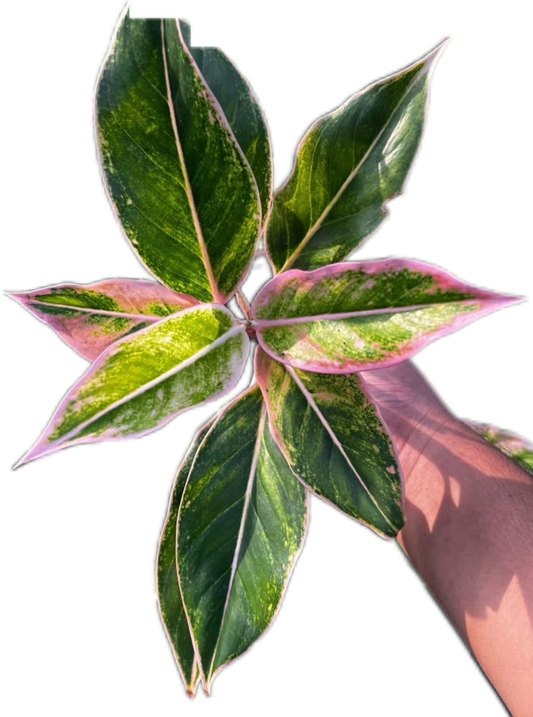 Aglaonema “Siam Pink” Set of 10 Plants