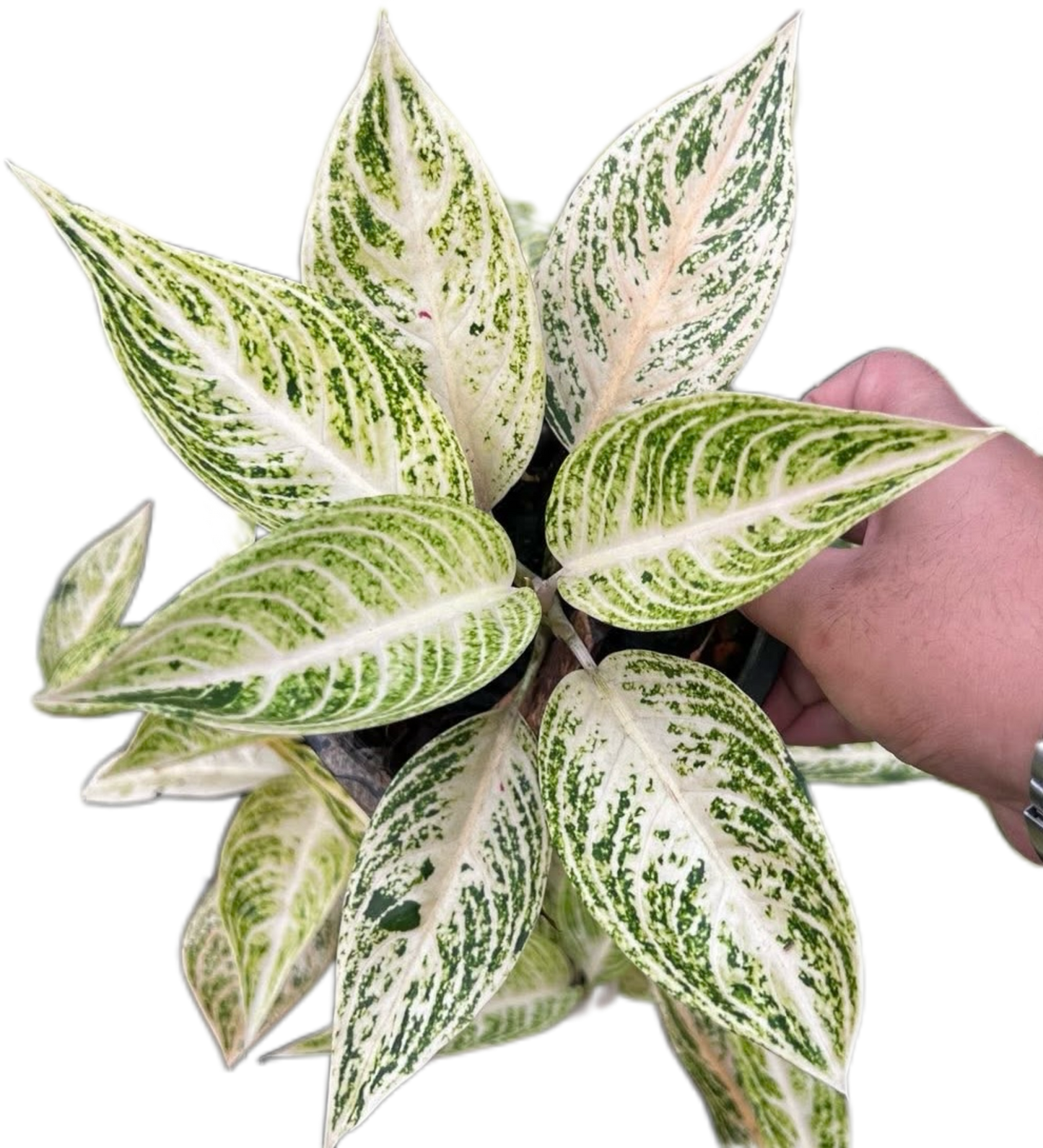 Aglaonema “White Legacy” Wholesale Set of 10 Plants