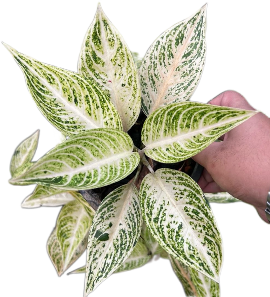 Aglaonema “White Legacy” Wholesale Set of 10 Plants