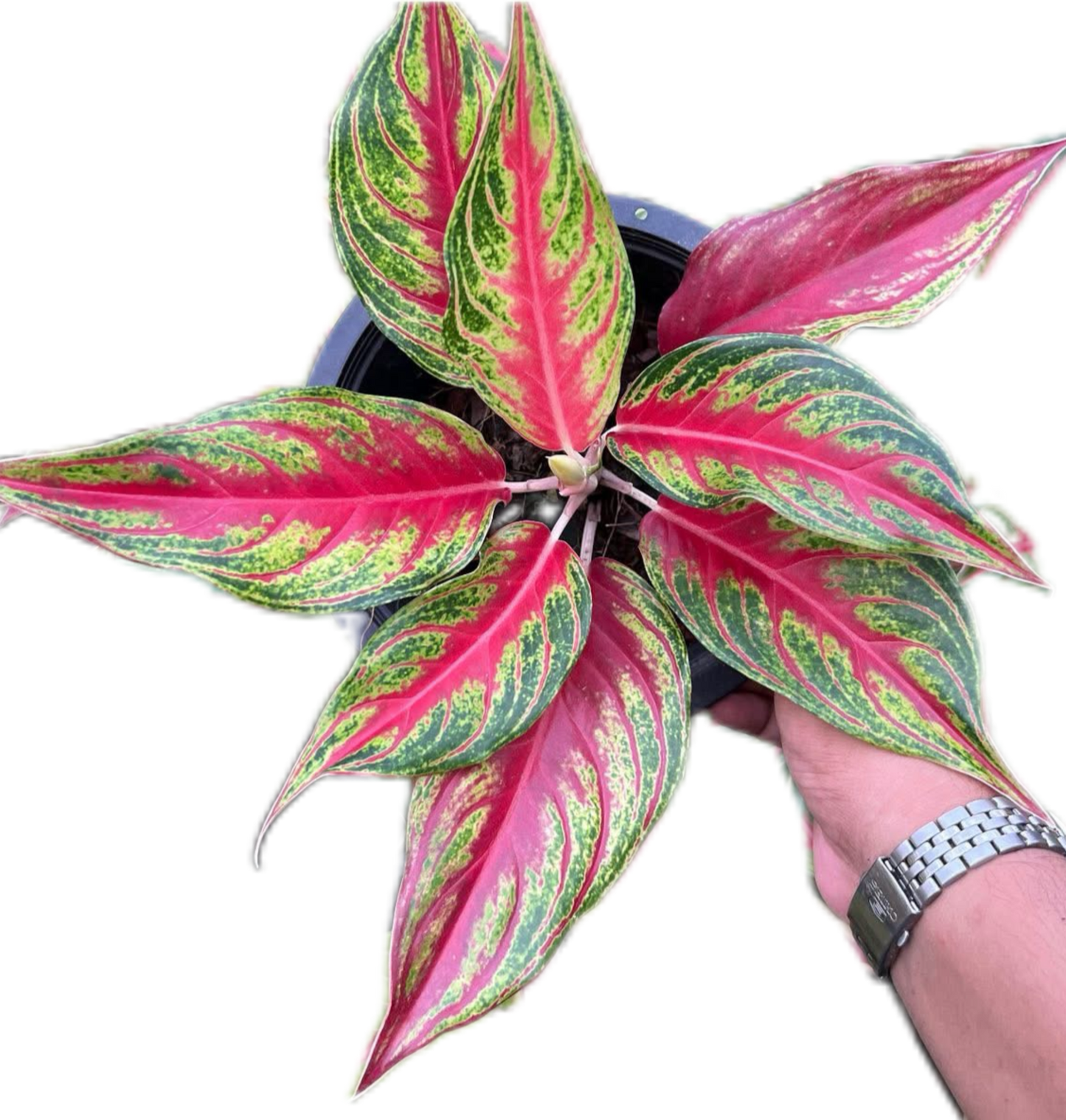 Aglaonema “Red Panama” Bundle of 5 Plants