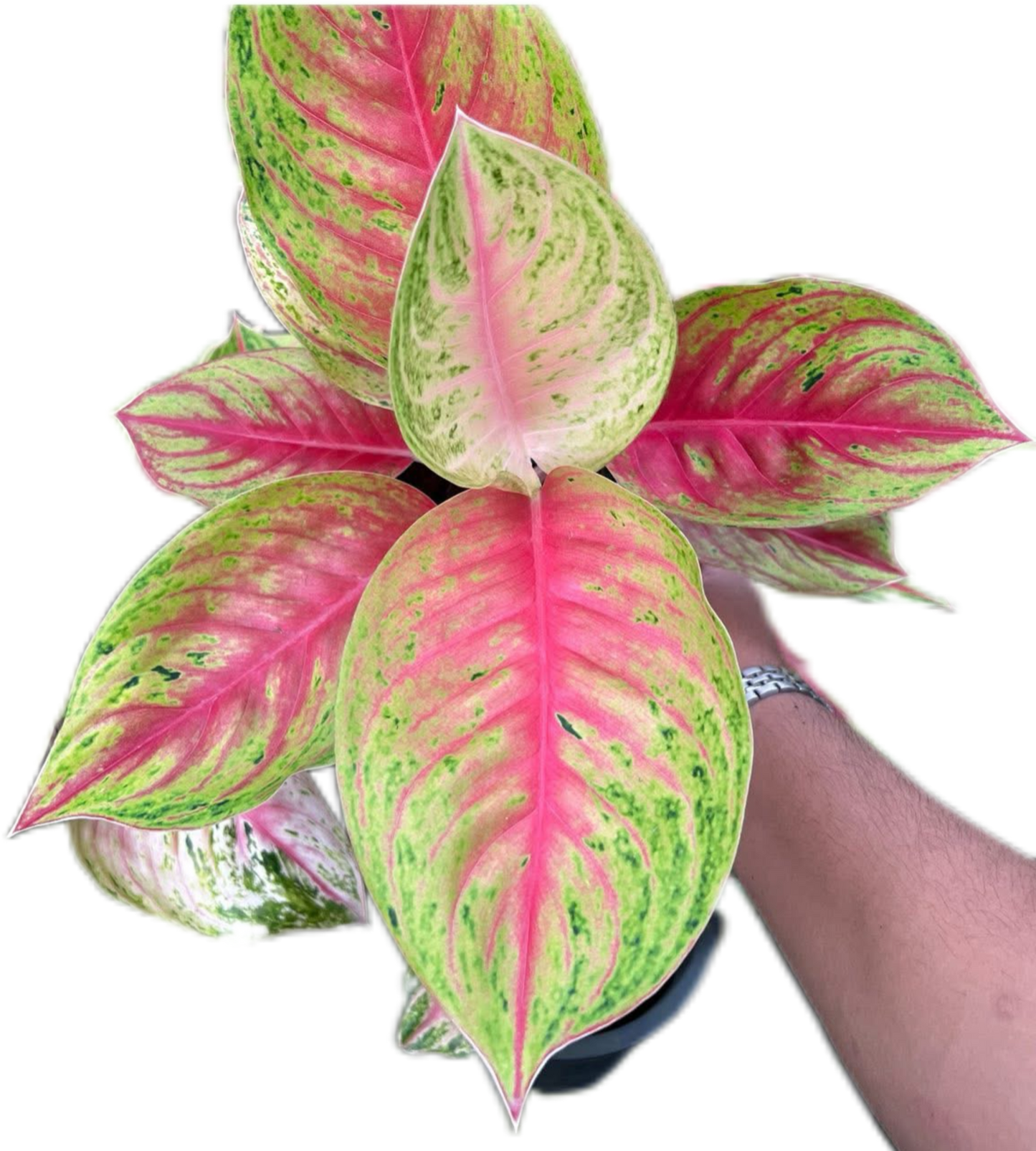 Aglaonema “Ruay Lab” Bundle of 10 Plants