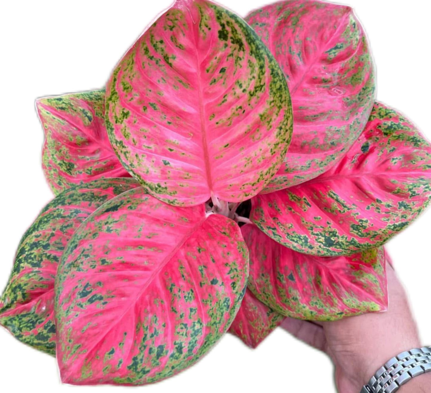 Aglaonema “Sombat Siam” Wholesale of 10 Plants
