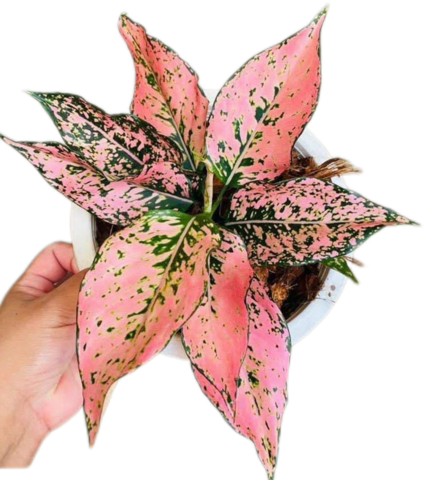 Aglaonema “Tri Phet” (Tri-Diamond Aglaonema) Bundle of 10 Plants