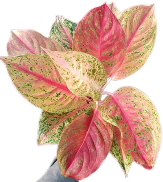 Aglaonema “Lak Sup” Bundle of 10 Plants