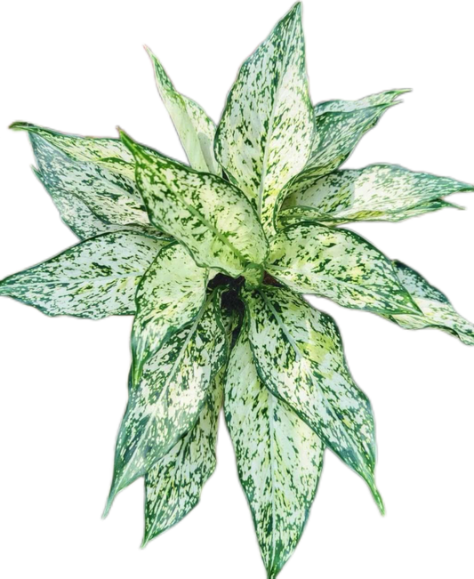 Aglaonema “Petch Nam Nueng” (Set of 10 Plants)