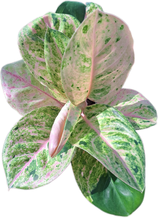 Aglaonema “Kamraithong” Wholesale Bundle of 10 Plants