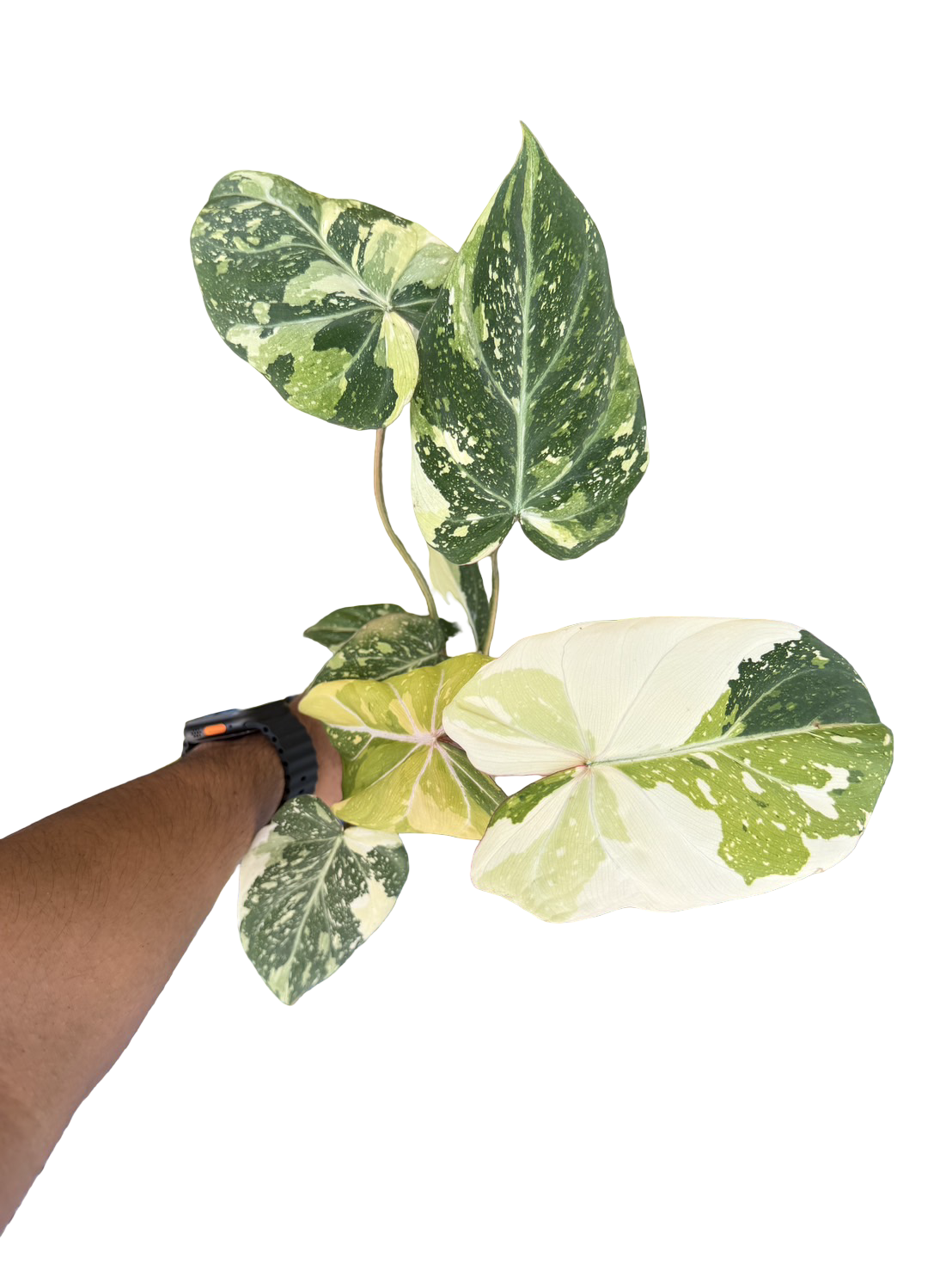 Philodendron gloriosum Variegated – Set of 10 Plants