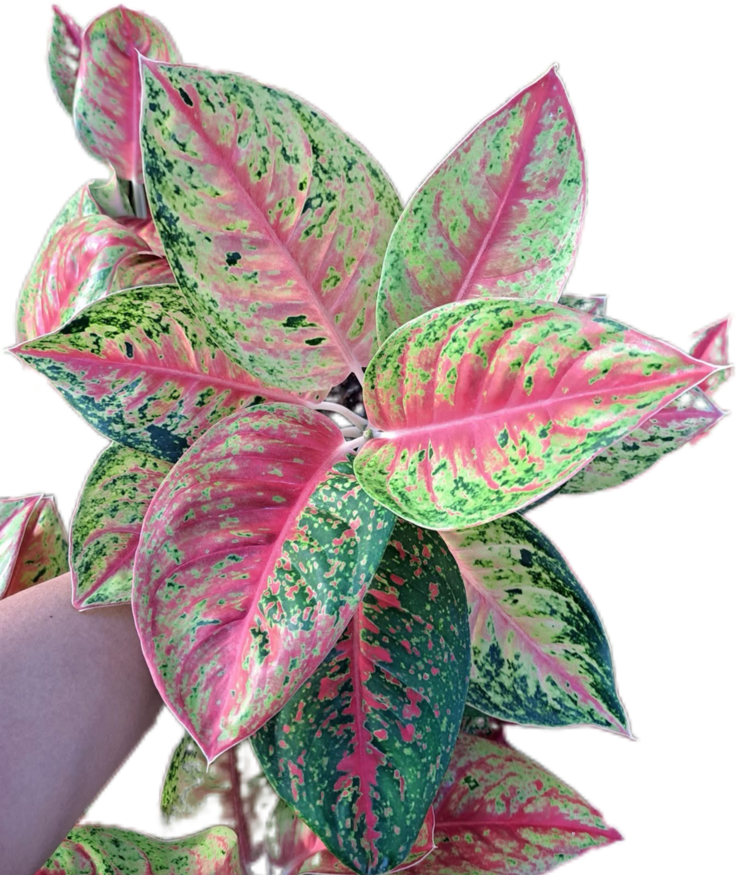 Aglaonema “Mahasettee” Wholesale Set of 10 Plants