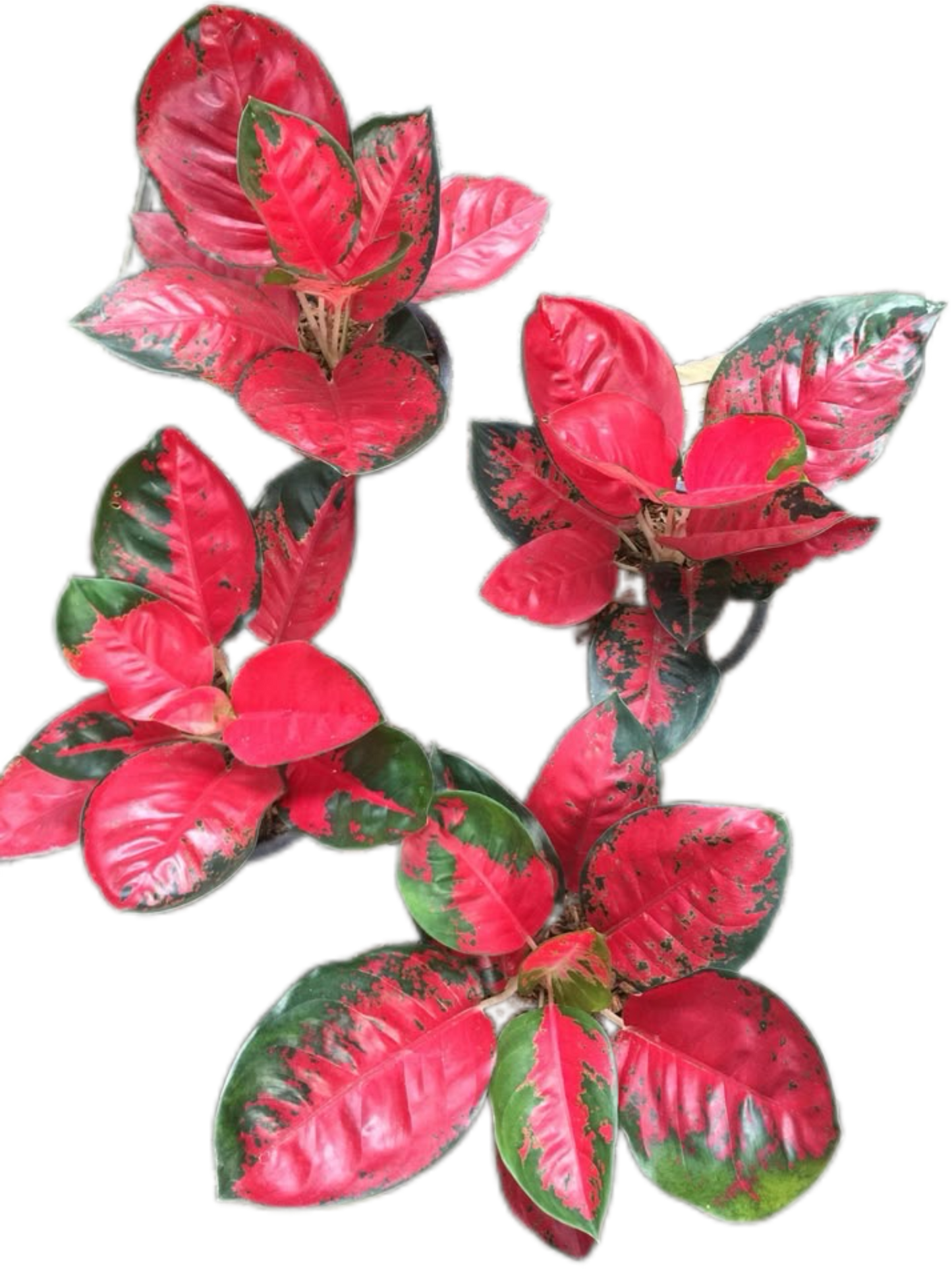 Aglaonema “Suksom Jaipong” Bundle of 10 Plants Wholesale