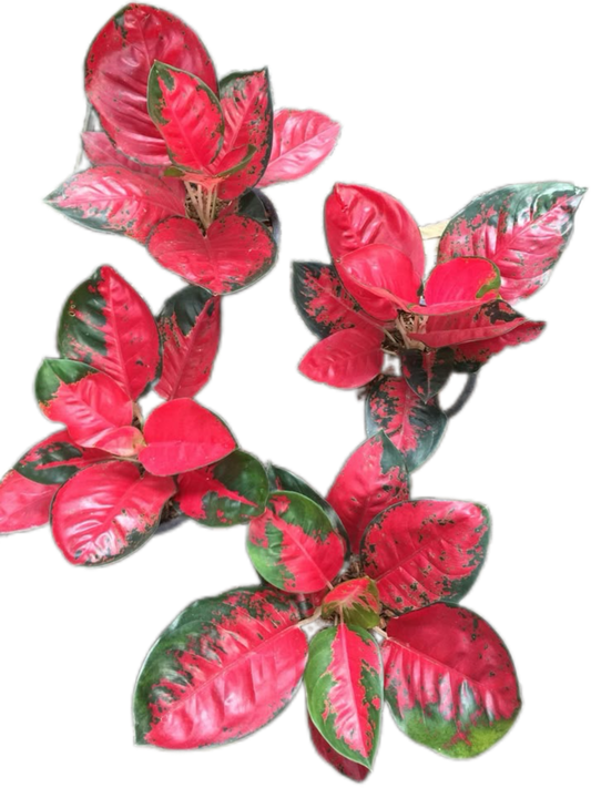 Aglaonema “Suksom Jaipong” Bundle of 10 Plants Wholesale