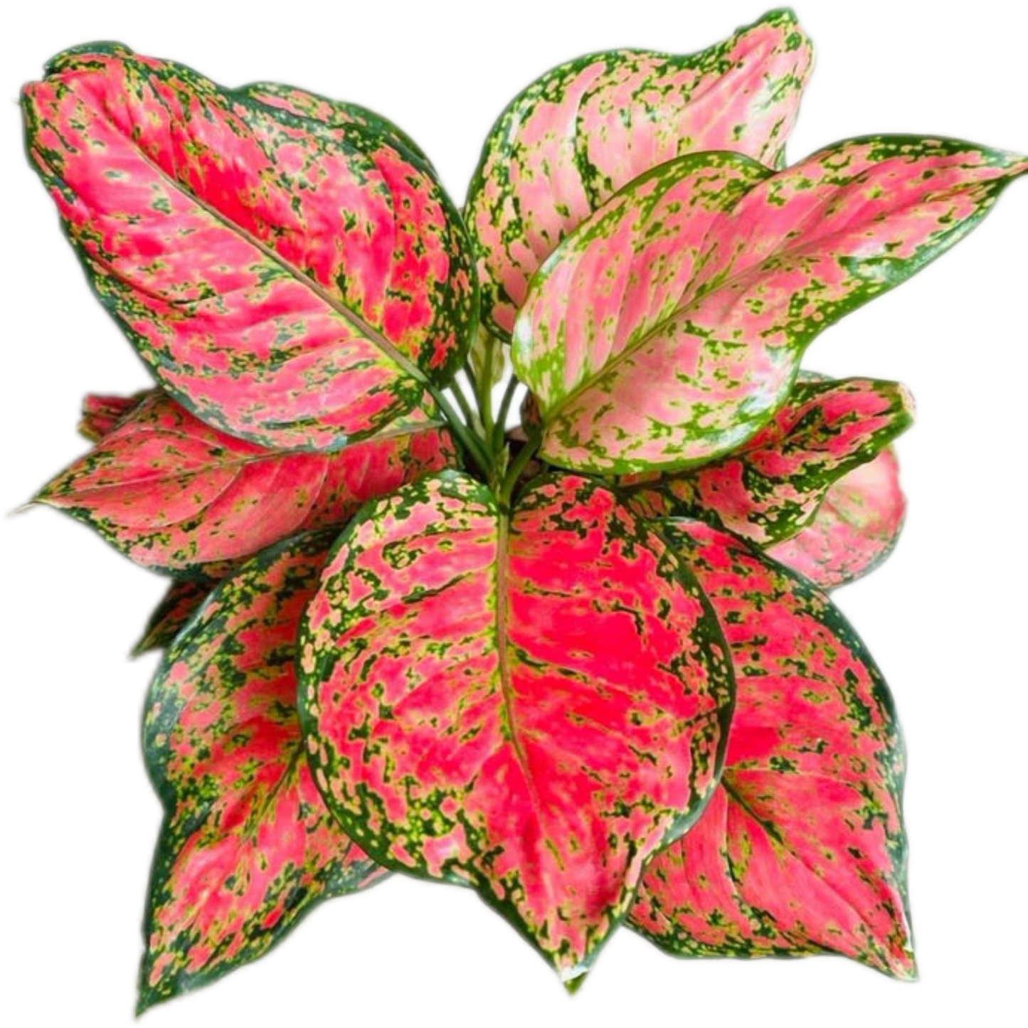 Aglaonema “Red Anyamanee” Set of 10 Plants Wholesale