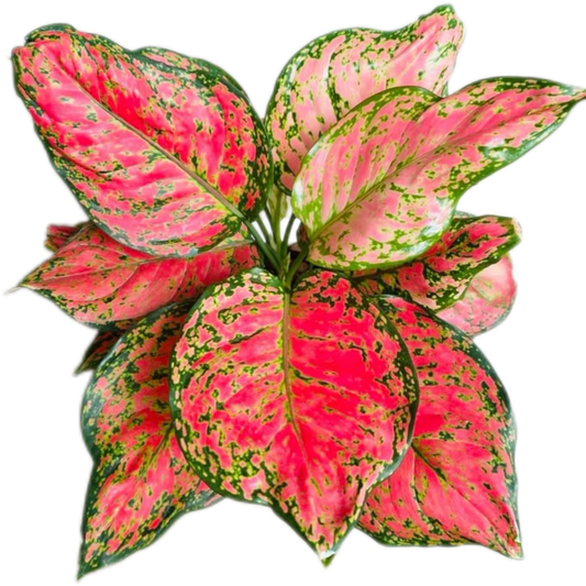 Aglaonema “Red Anyamanee” Set of 10 Plants Wholesale