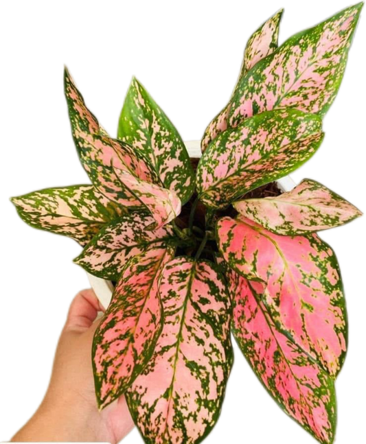 Aglaonema “Valentine” Wholesale Set of 10 Plants