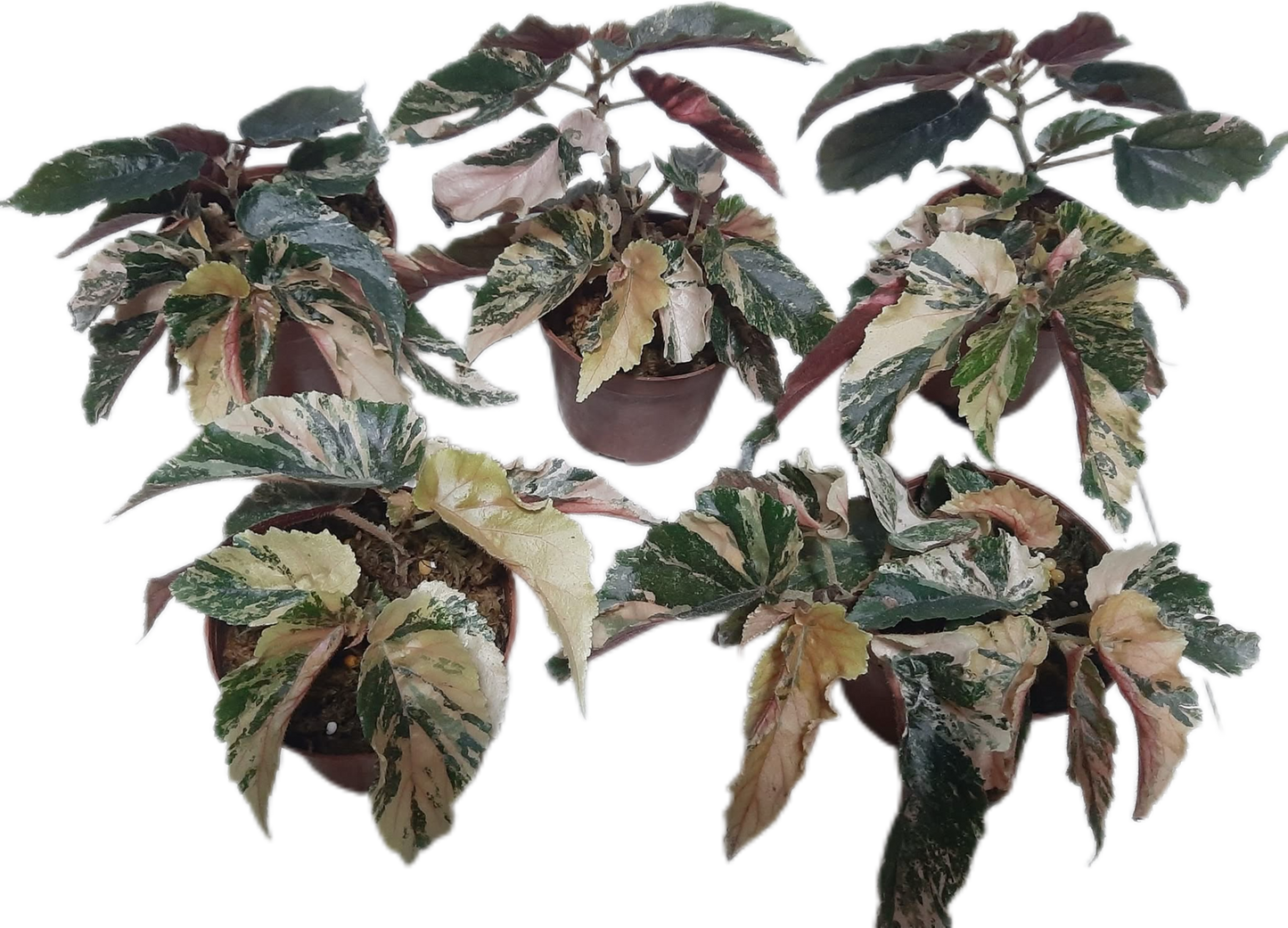 Begonia “Ginny Galaxy” Variegated