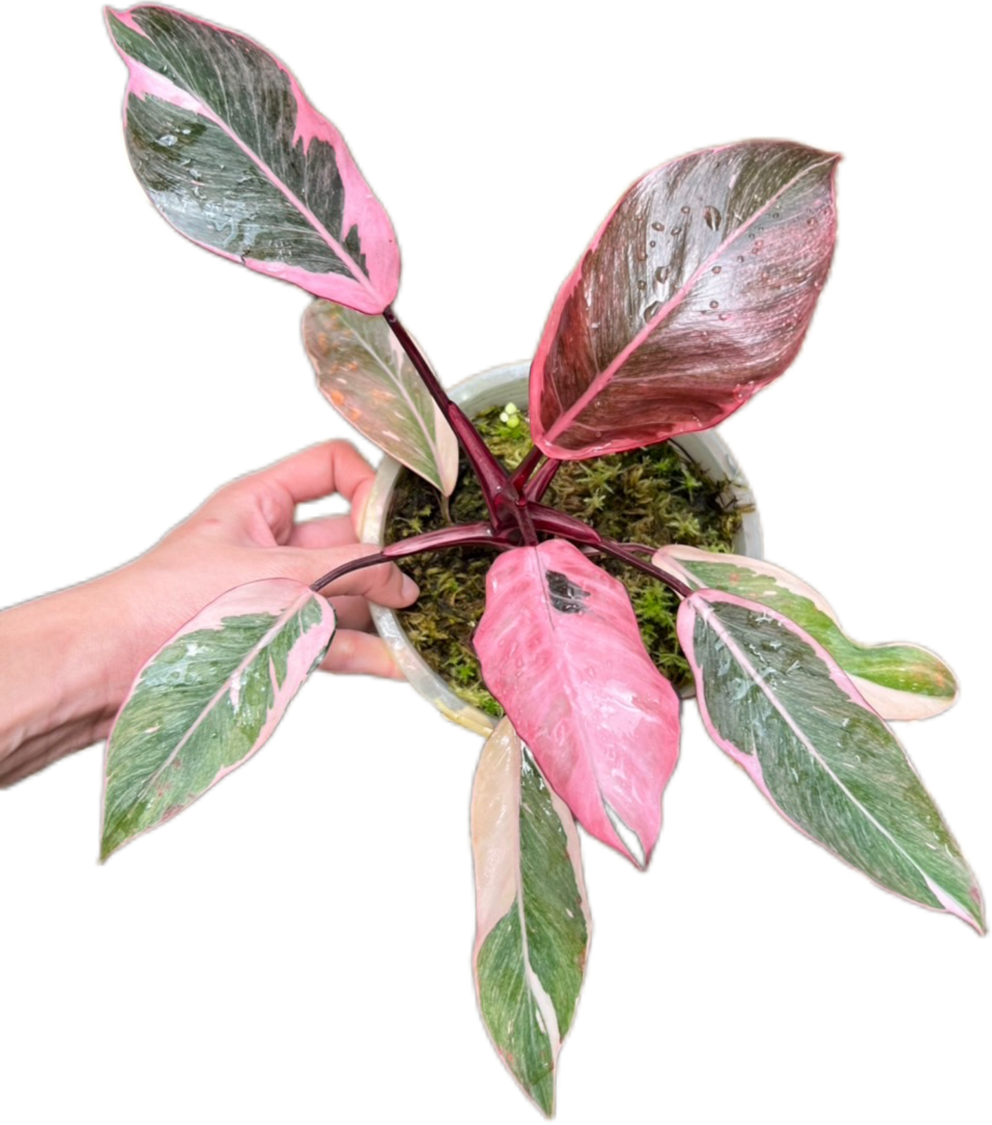 Philodendron Pink Princess Mutation