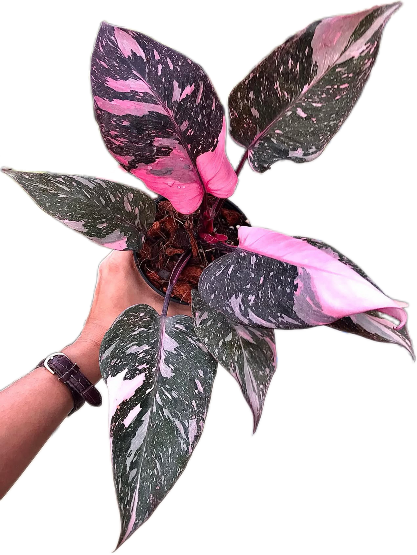 Philodendron Pink Princess Galaxy