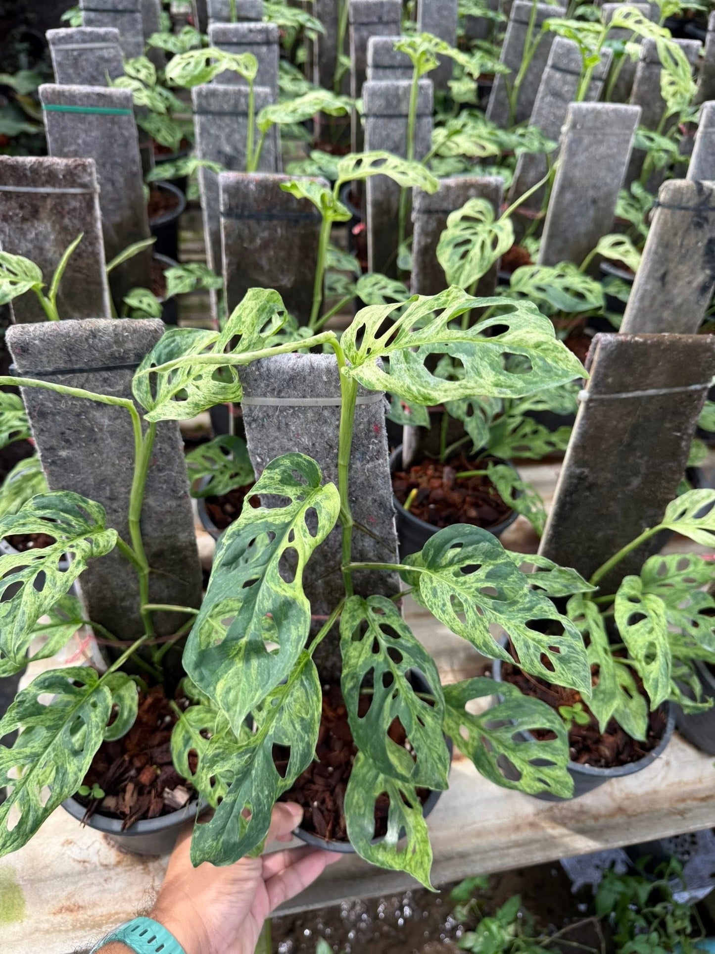 Monstera Laniata Mottled Variegated Set of 5 Plants