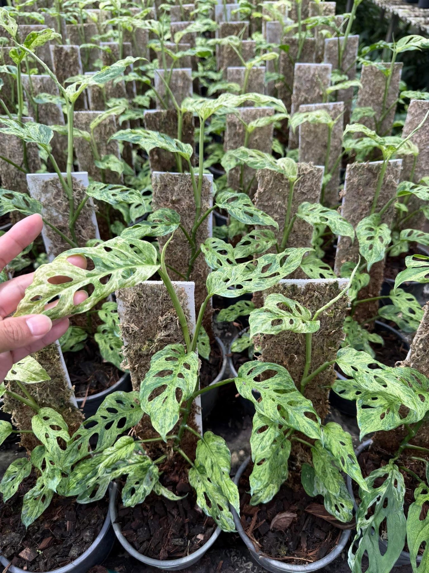 Monstera Laniata Mottled Variegated Set of 5 Plants