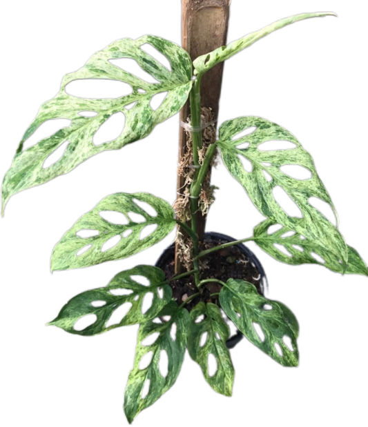 Monstera Laniata Mottled Variegated