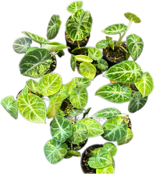 Alocasia Black Velvet Ninja Splash