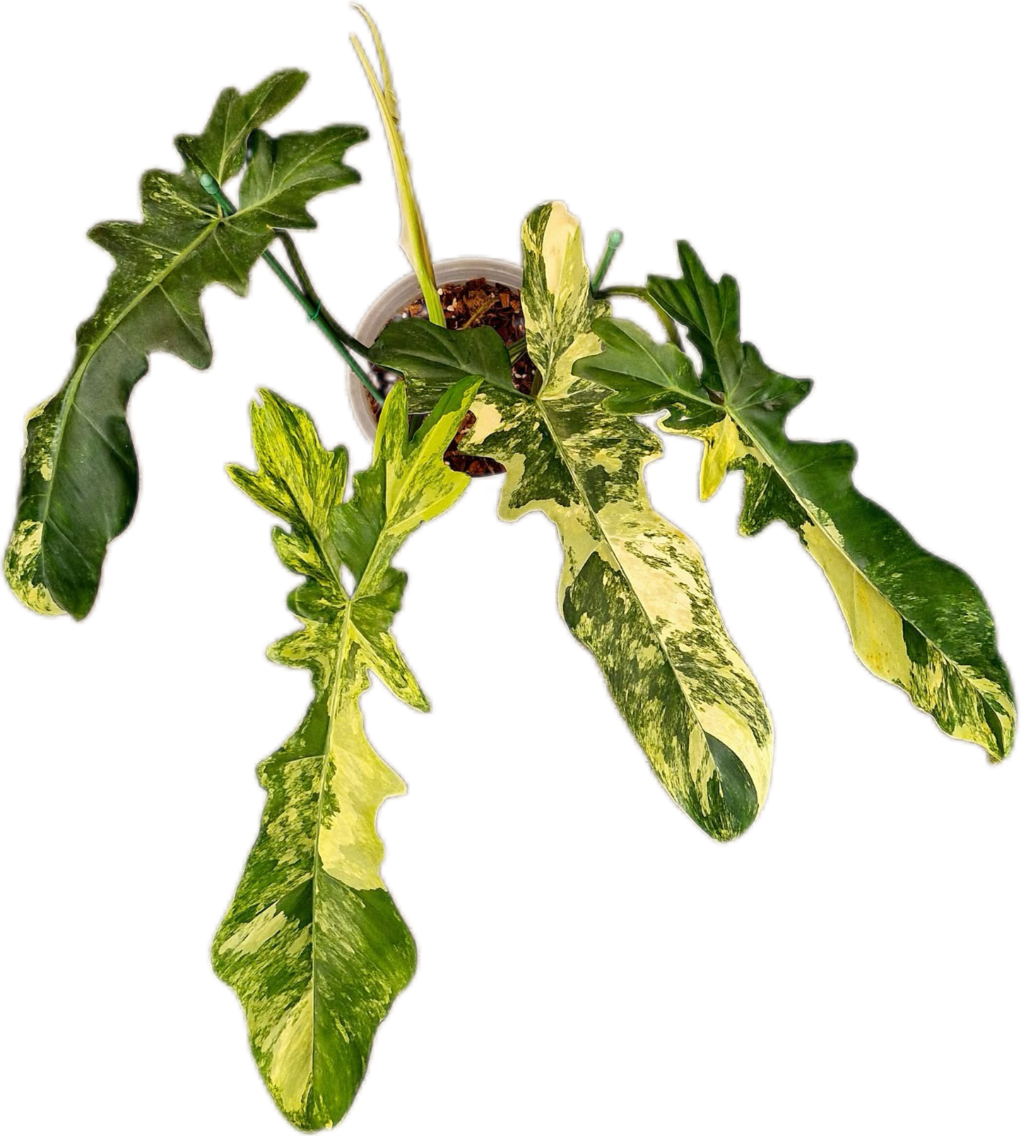 Philodendron Florida Beauty x Bobcee Variegated