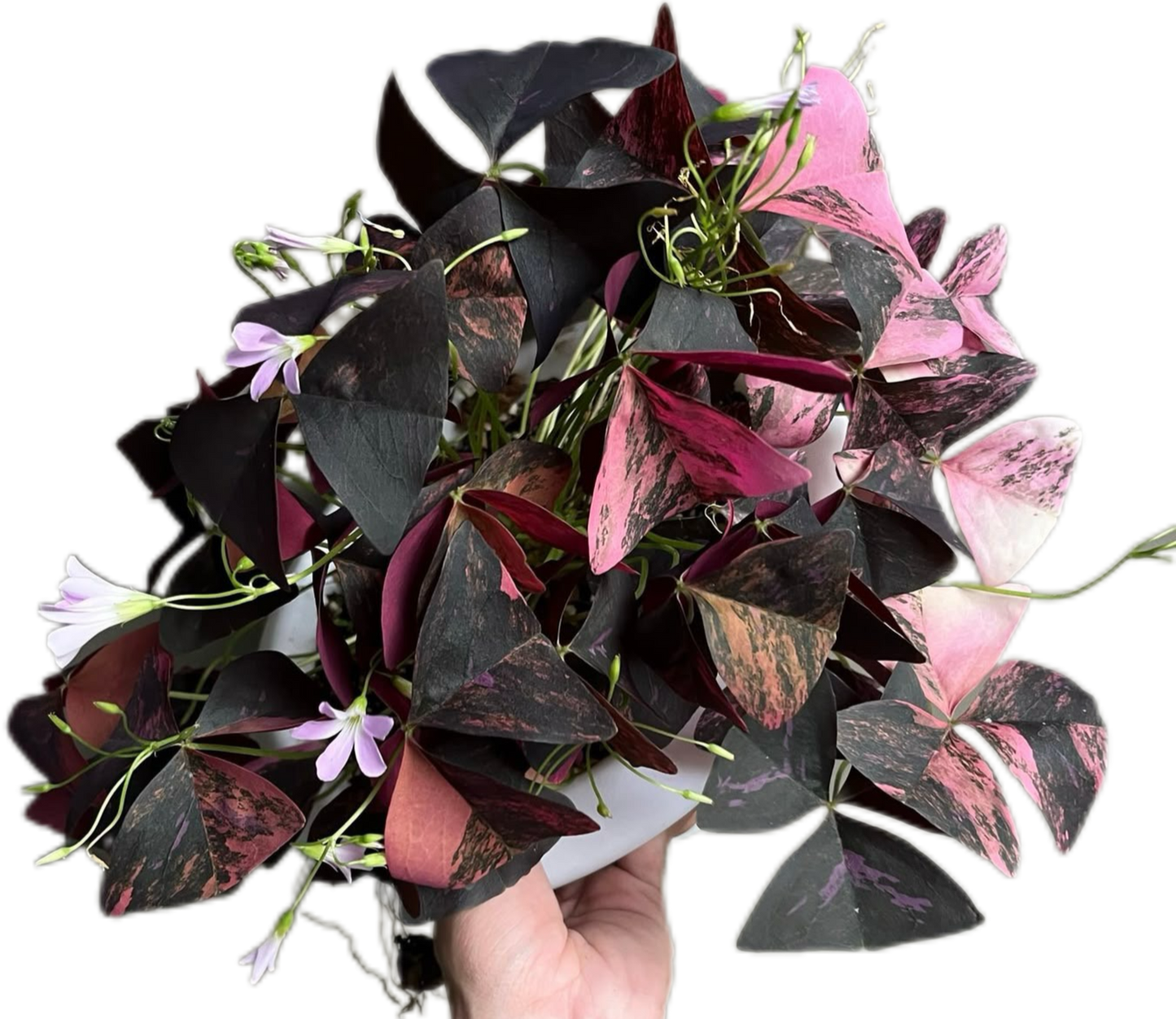 Oxalis Triangularis Variegated