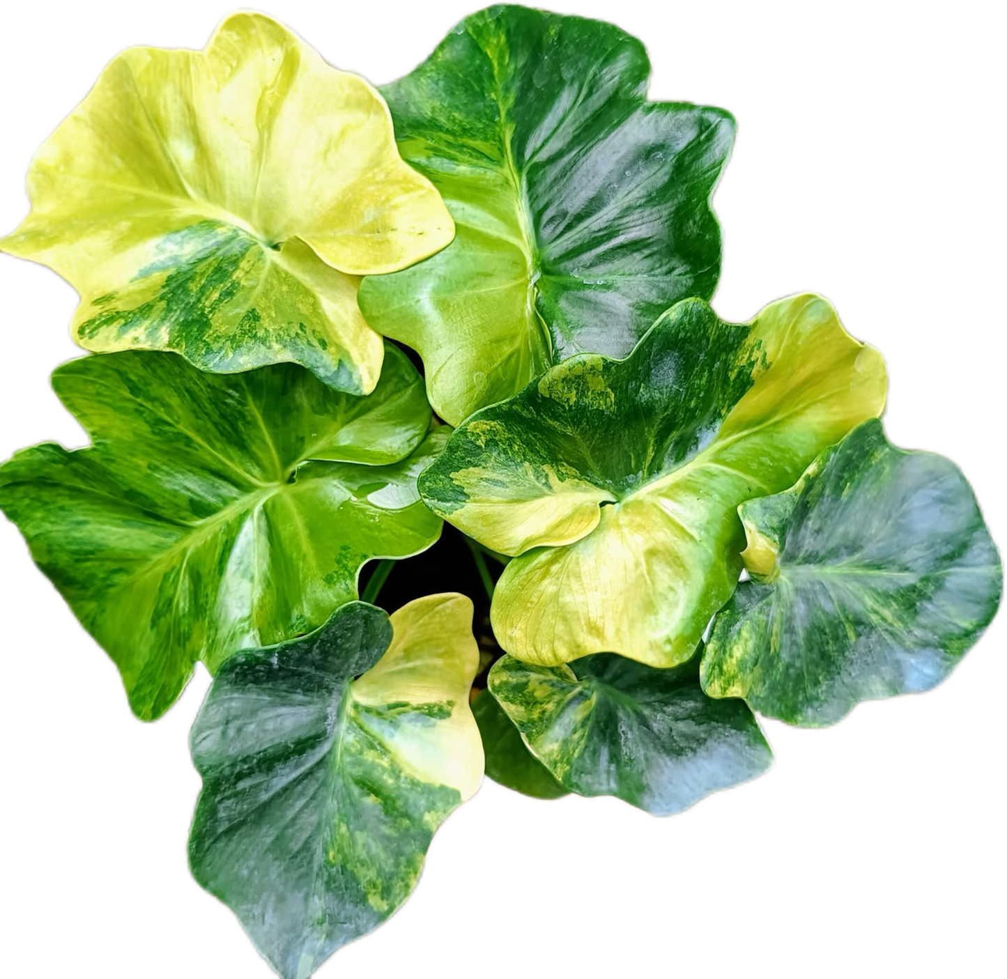 Philodendron Super Atom Variegated