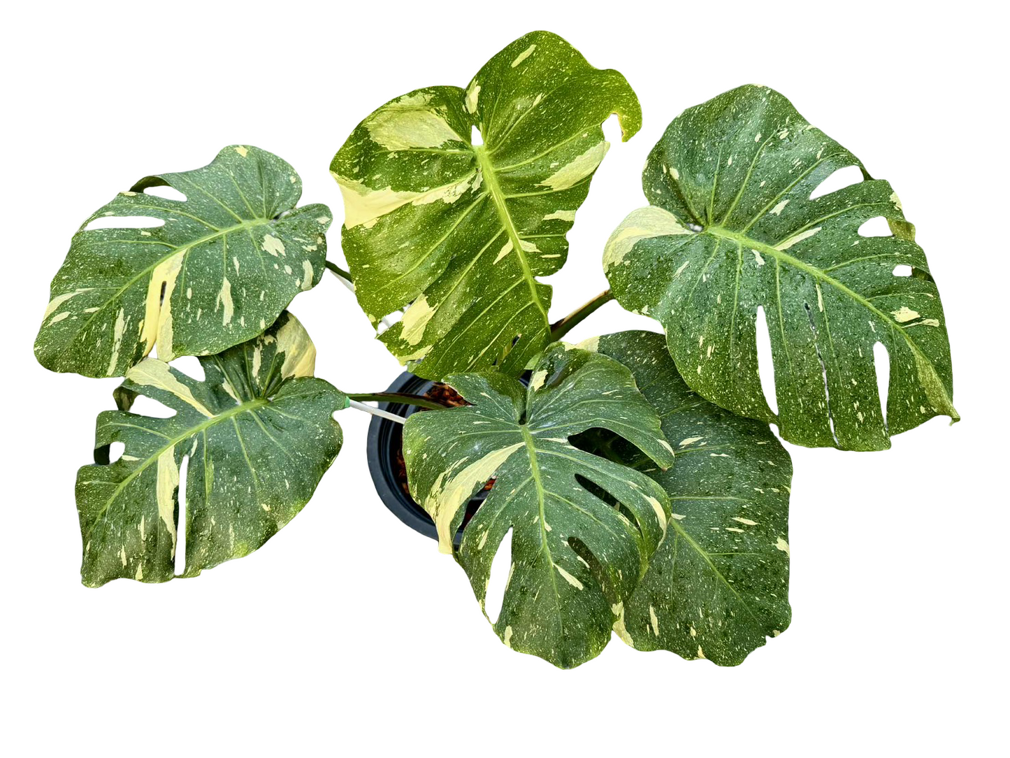 Monstera Deliciosa NOID Variegated –(Actual Plant)