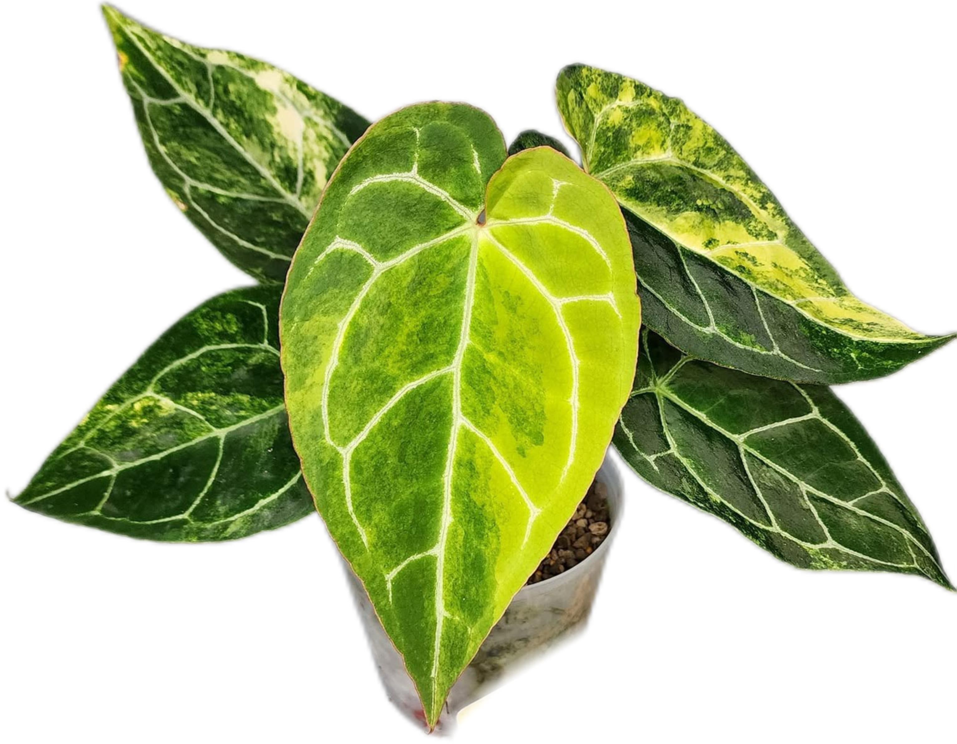 Buy Anthurium Crystallinum Variegated | Thailand Export